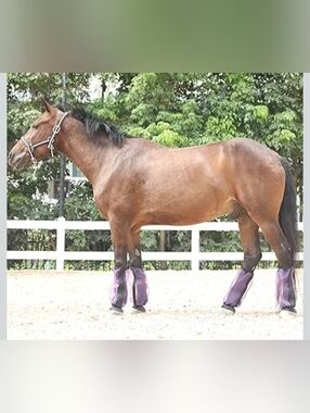 Fly Boots For Horses Set of 4 🐴🤠💜